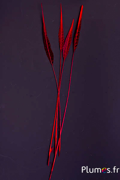 Faisan doré flèche - 38-44 cm - carmin